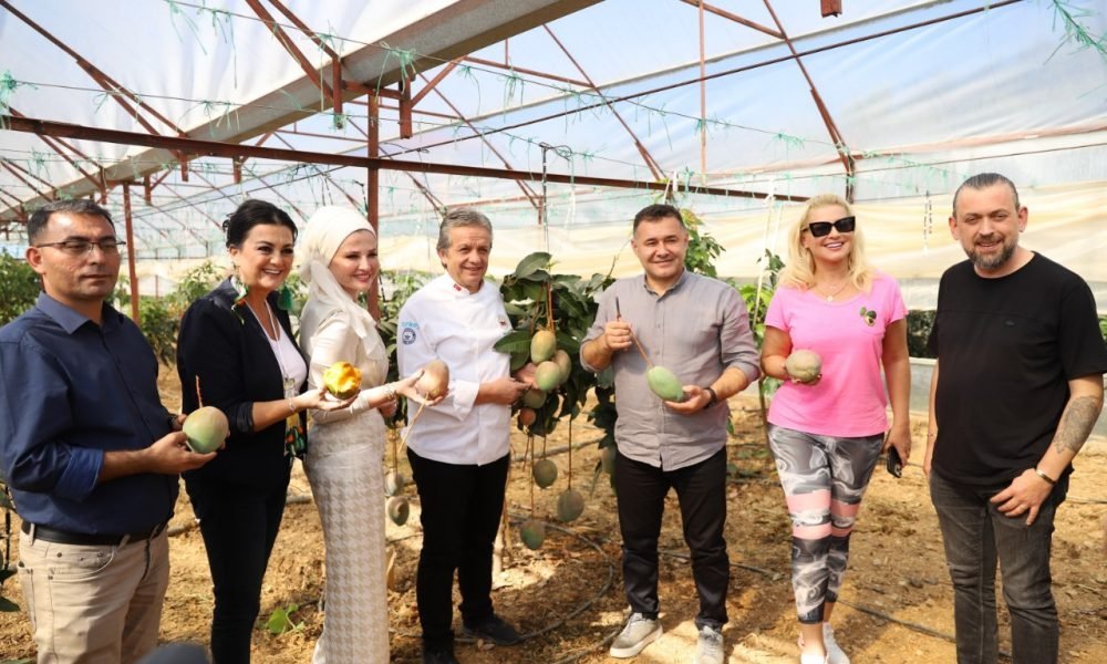 TROPİKAL MEYVE FESTİVALİ’NİN İKİNCİ GÜNÜ HASATLA BAŞLADI - Mega TV tropikal meyve