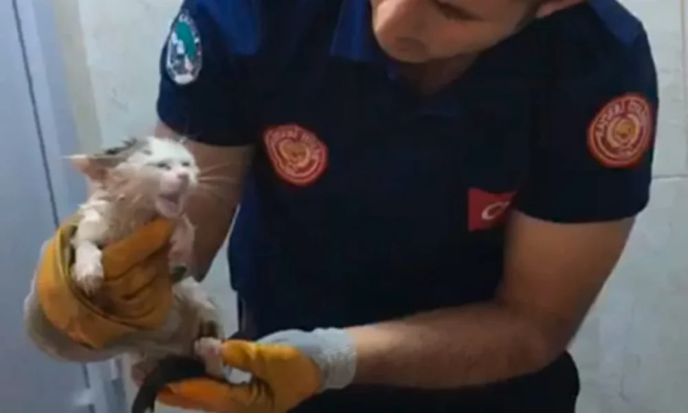 BÜYÜKŞEHİR İTFAİYESİ, TUVALET GİDERİNE SIKIŞAN MİNİK KEDİYİ KURTARDI - Mega TV 3-g