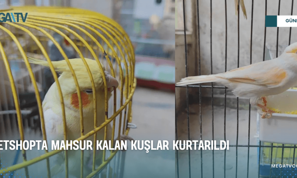PETSHOPTA MAHSUR KALAN KUŞLAR KURTARILDI - Mega TV WEB HABER (13)