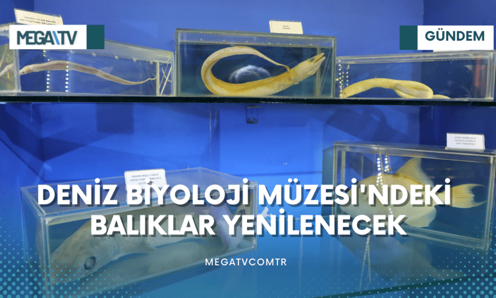 DENİZ BİYOLOJİ MÜZESİ'NDEKİ BALIKLAR YENİLENECEK - Mega TV iki satırlı haberler (12)