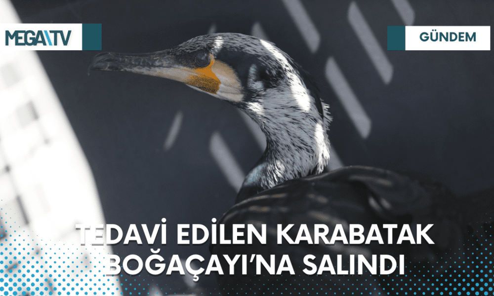 Tedavi Edilen Karabatak Boğaçayı’na Salındı - Mega TV Web Haber Şablon - 2023-03-18T122609.154