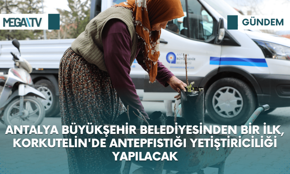 ANTALYA BÜYÜKŞEHİR BELEDİYESİNDEN BİR İLK, KORKUTELİN'DE ANTEPFISTIĞI YETİŞTİRİCİLİĞİ YAPILACAK - Mega TV Web Haber Şablon (28)