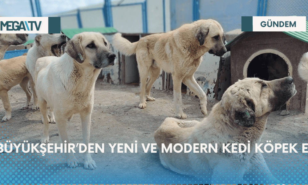 BÜYÜKŞEHİR’DEN YENİ VE MODERN KEDİ KÖPEK EVİ - Mega TV Web Haber Şablon (12)