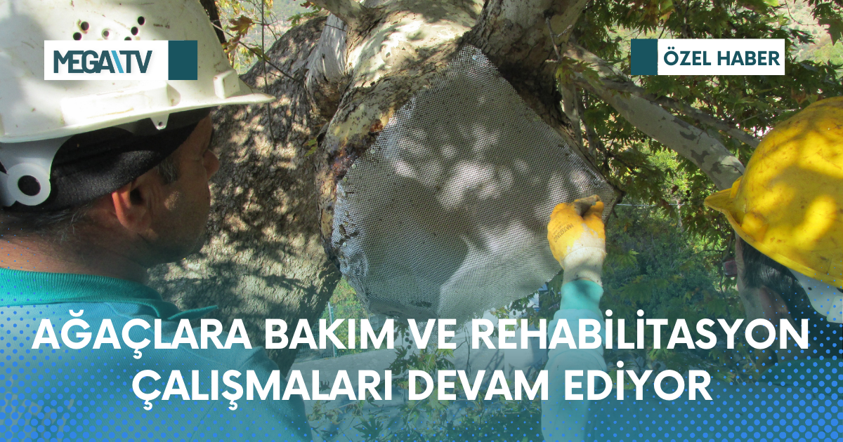 AĞAÇLARA BAKIM VE REHABİLİTASYON ÇALIŞMALARI DEVAM EDİYOR
