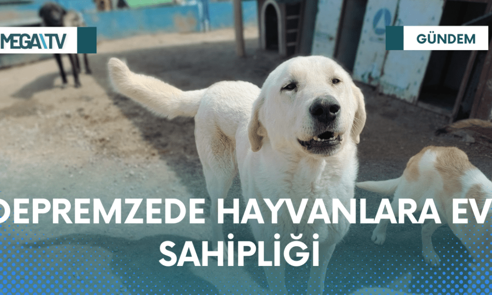 DEPREMZEDE HAYVANLARA EV SAHİPLİĞİ - Mega TV Web Haber Şablon - 2023-04-05T175650.028