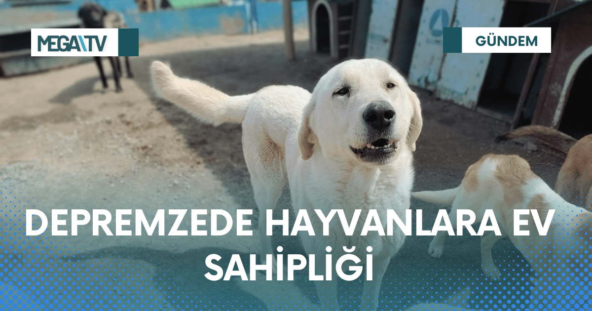 DEPREMZEDE HAYVANLARA EV SAHİPLİĞİ