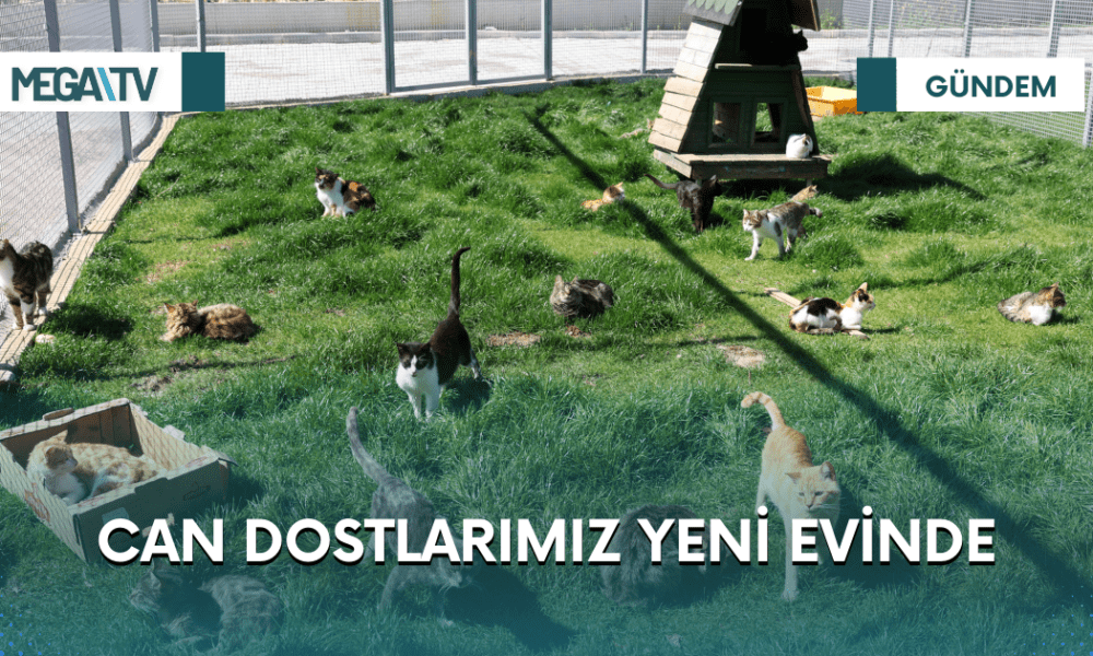 CAN DOSTLARIMIZ YENİ EVİNDE - Mega TV Web Haber Şablon (75)