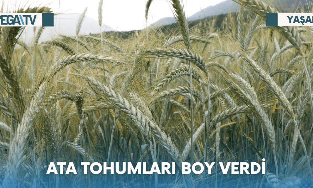 ATA TOHUMLARI BOY VERDİ - Mega TV Web Haber Şablon - 2023-06-19T113821.256