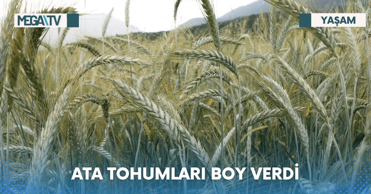 ATA TOHUMLARI BOY VERDİ