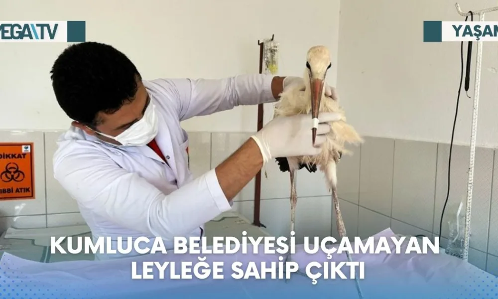 KUMLUCA BELEDİYESİ UÇAMAYAN LEYLEĞE SAHİP ÇIKTI - Mega TV Web Haber Şablon (74)
