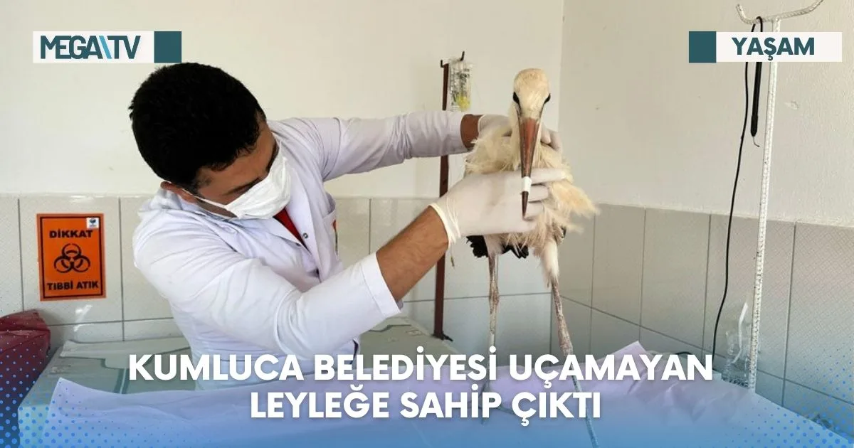 KUMLUCA BELEDİYESİ UÇAMAYAN LEYLEĞE SAHİP ÇIKTI