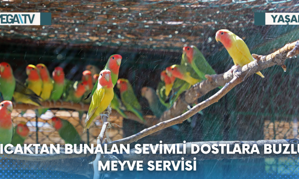 Sıcaktan bunalan sevimli dostlara buzlu meyve servisi - Mega TV Web Haber Şablon - 2023-08-08T160332.157