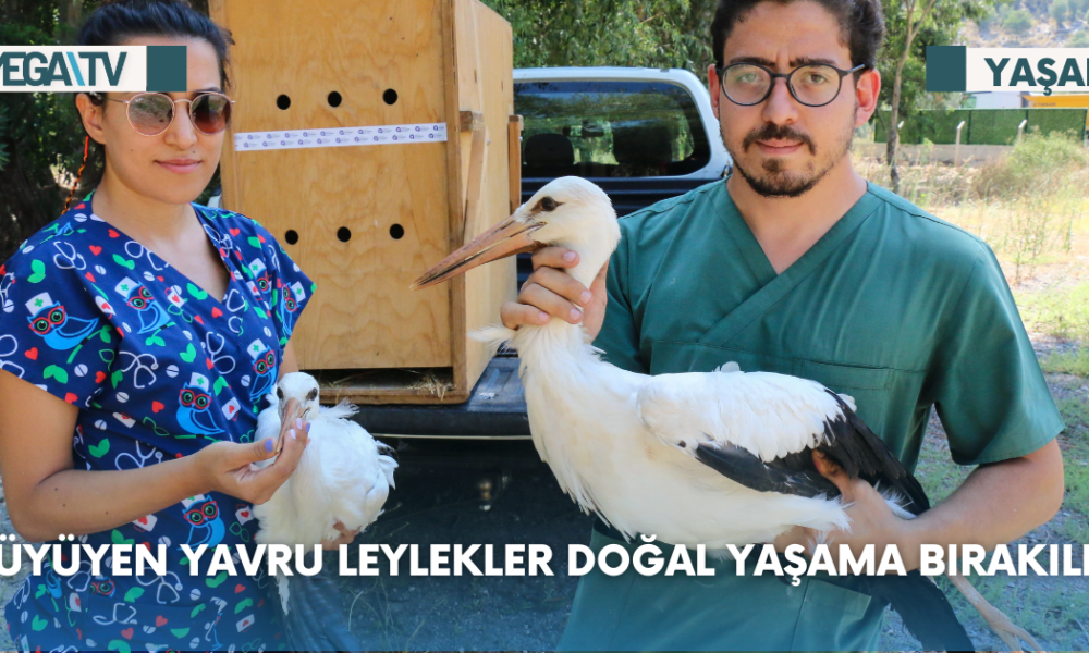 Büyüyen yavru leylekler doğal yaşama bırakıldı - Mega TV Web Haber Şablon - 2023-08-23T114213.483