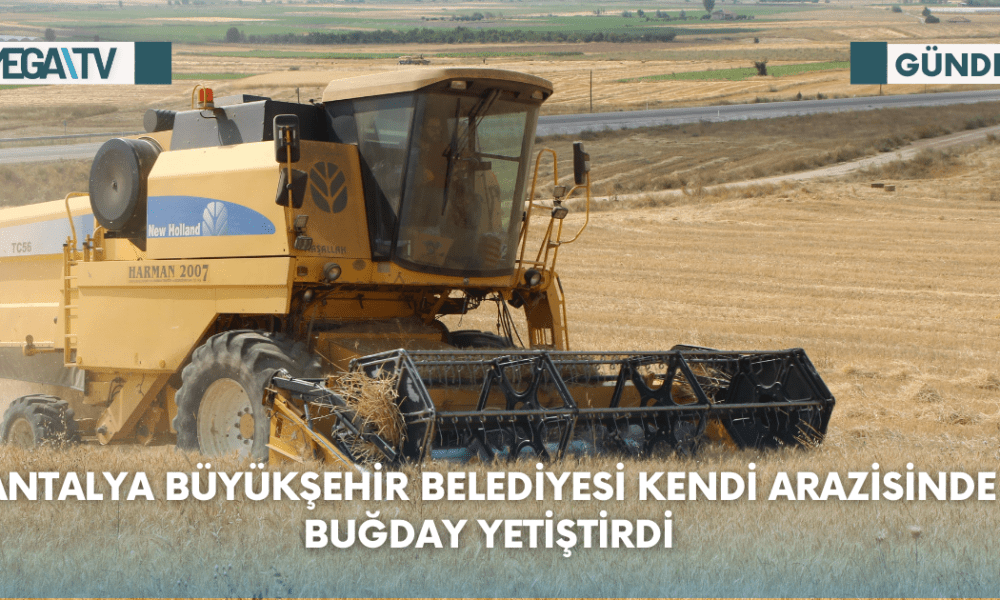 Antalya Büyükşehir Belediyesi kendi arazisinde buğday yetiştirdi - Mega TV Web Haber Şablon - 2023-08-23T131700.348