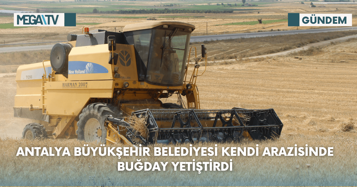 Antalya Büyükşehir Belediyesi kendi arazisinde buğday yetiştirdi