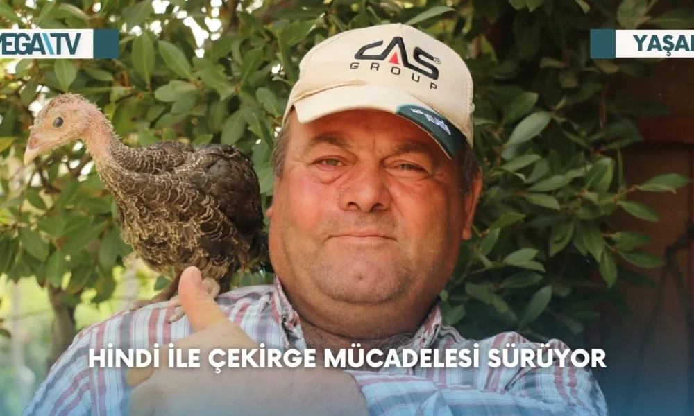Hindi ile Çekirge Mücadelesi Sürüyor - Mega TV Web Haber Şablon (56)