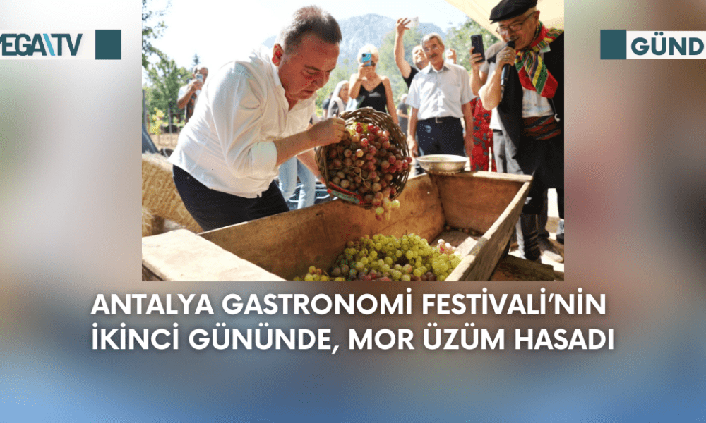 Antalya Gastronomi Festivali’nin İkinci Gününde Mor Üzüm Hasadı - Mega TV Web Haber Şablon - 2023-09-04T112125.497