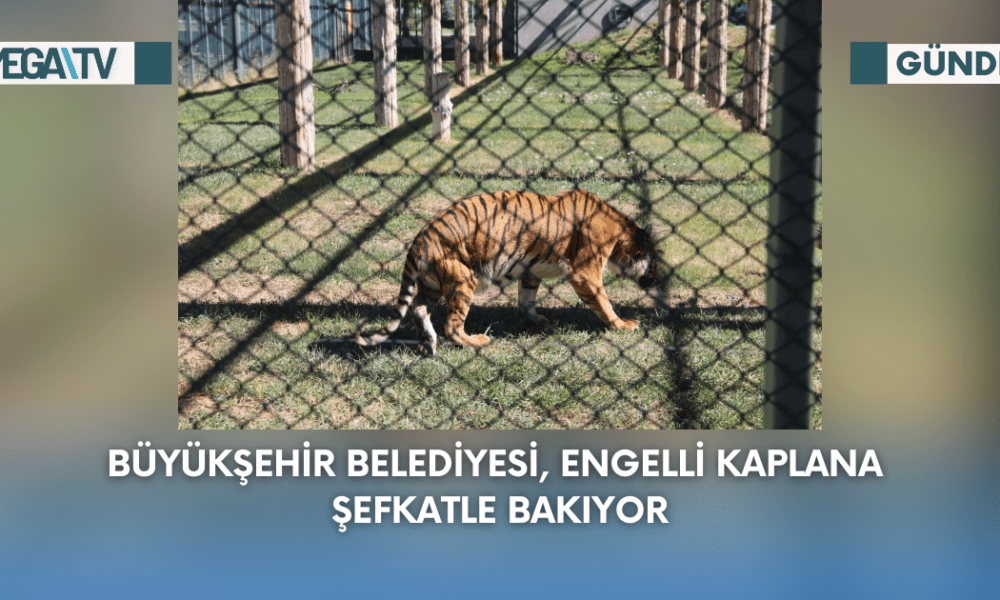 Büyükşehir Belediyesi, Engelli Kaplana Şefkatle Bakıyor - Mega TV Web Haber Şablon - 2023-09-06T105637.273