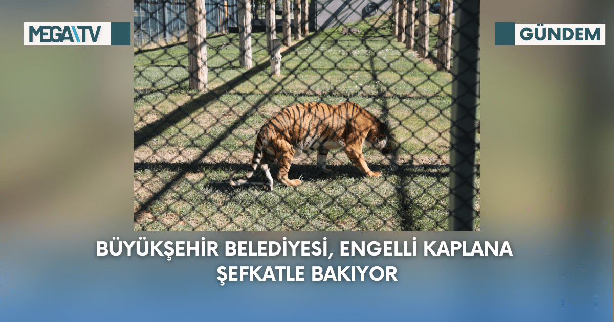 Büyükşehir Belediyesi, Engelli Kaplana Şefkatle Bakıyor
