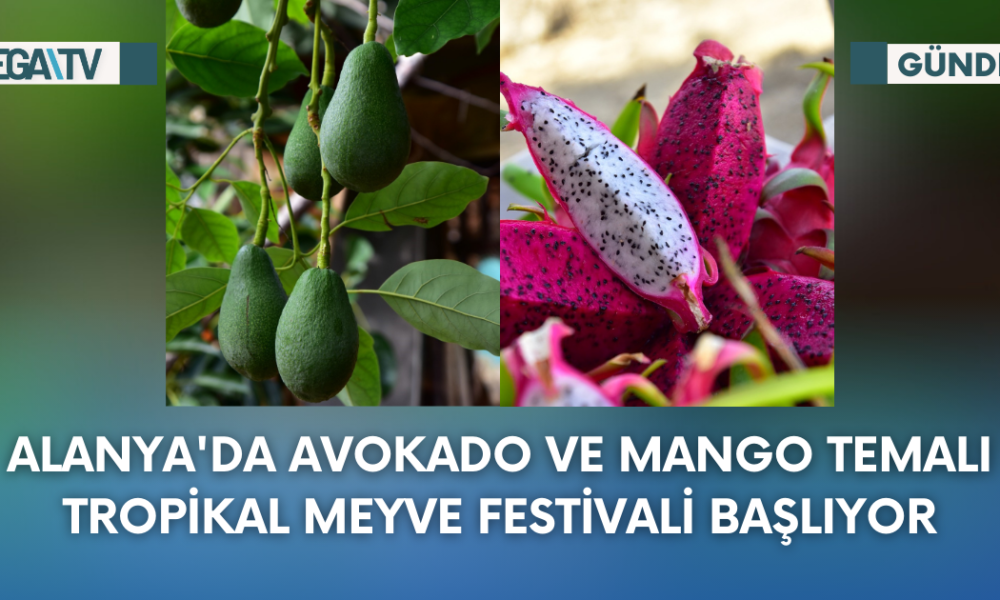 Alanya'da Avokado Ve Mango Temalı Tropikal Meyve Festivali Başlıyor - Mega TV Web Haber Şablon - 2023-09-26T142937.228