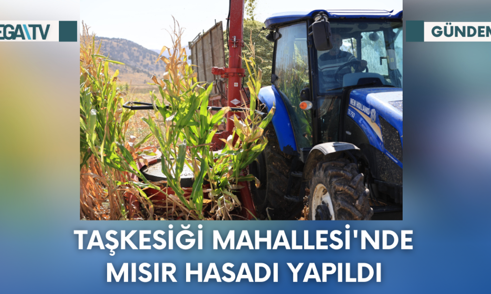 Taşkesiği Mahallesi’nde Mısır Hasadı Yapıldı - Mega TV Web Haber Şablon - 2023-10-13T122802.127