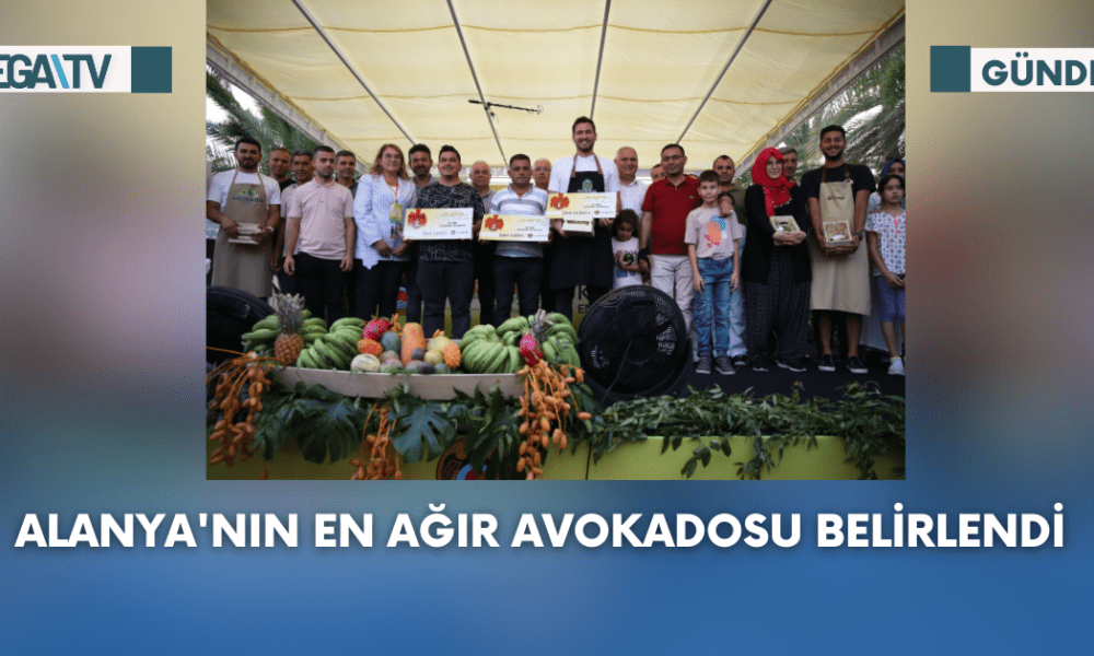 Alanya'nın En Ağır Avokadosu Belirlendi - Mega TV Web Haber Şablon (85)
