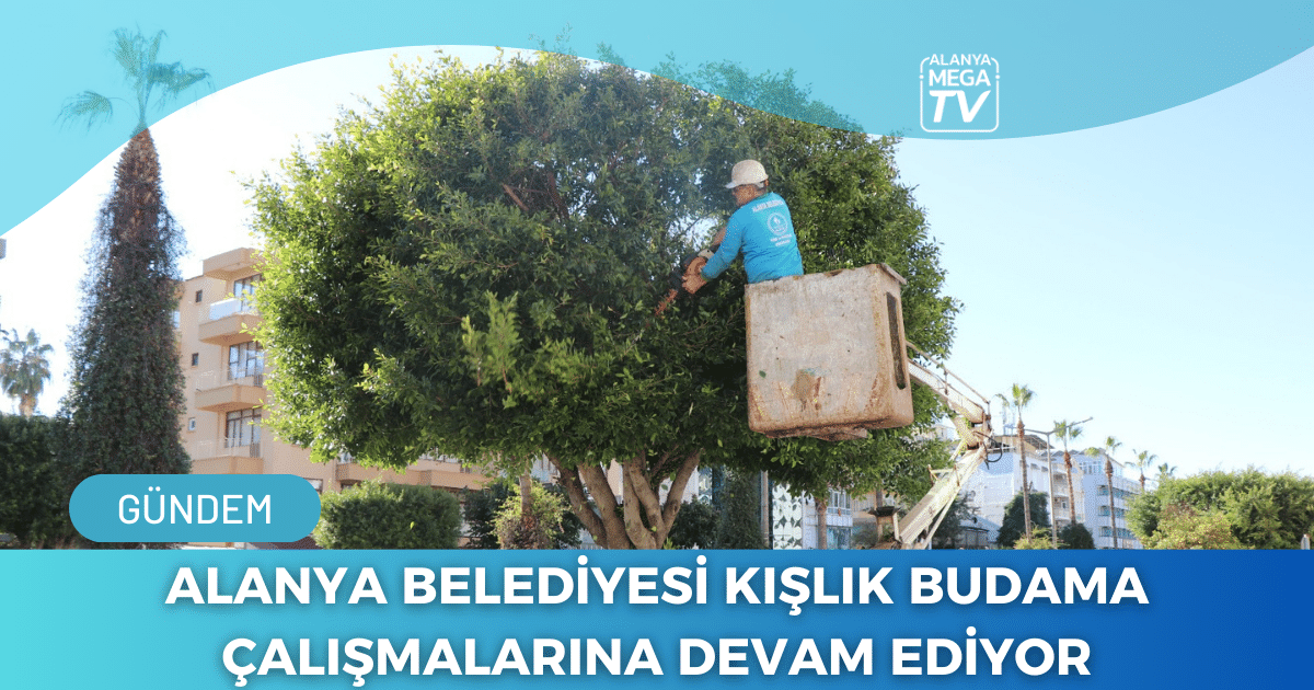 Alanya Belediyesi Kışlık Budama Çalışmalarına Devam Ediyor