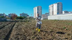 Gazipaşa Belediyesi ata tohum karakılçık buğdayını toprakla buluşturdu - Mega TV WhatsApp Image 2023 12 20 at 18.48.19 - Mega TV