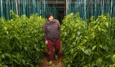 Büyükşehir’den Dijital Tarım Projesi