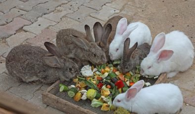 Büyükşehir Doğal Yaşam Parkı’nda bahar sevinci