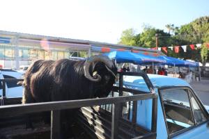 Kurban Kesim Hizmeti 1 min - Mega TV