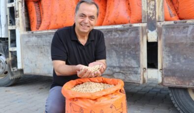 Gazipaşa Belediyesi, cimbiti nohutunun hasadını tamamladı