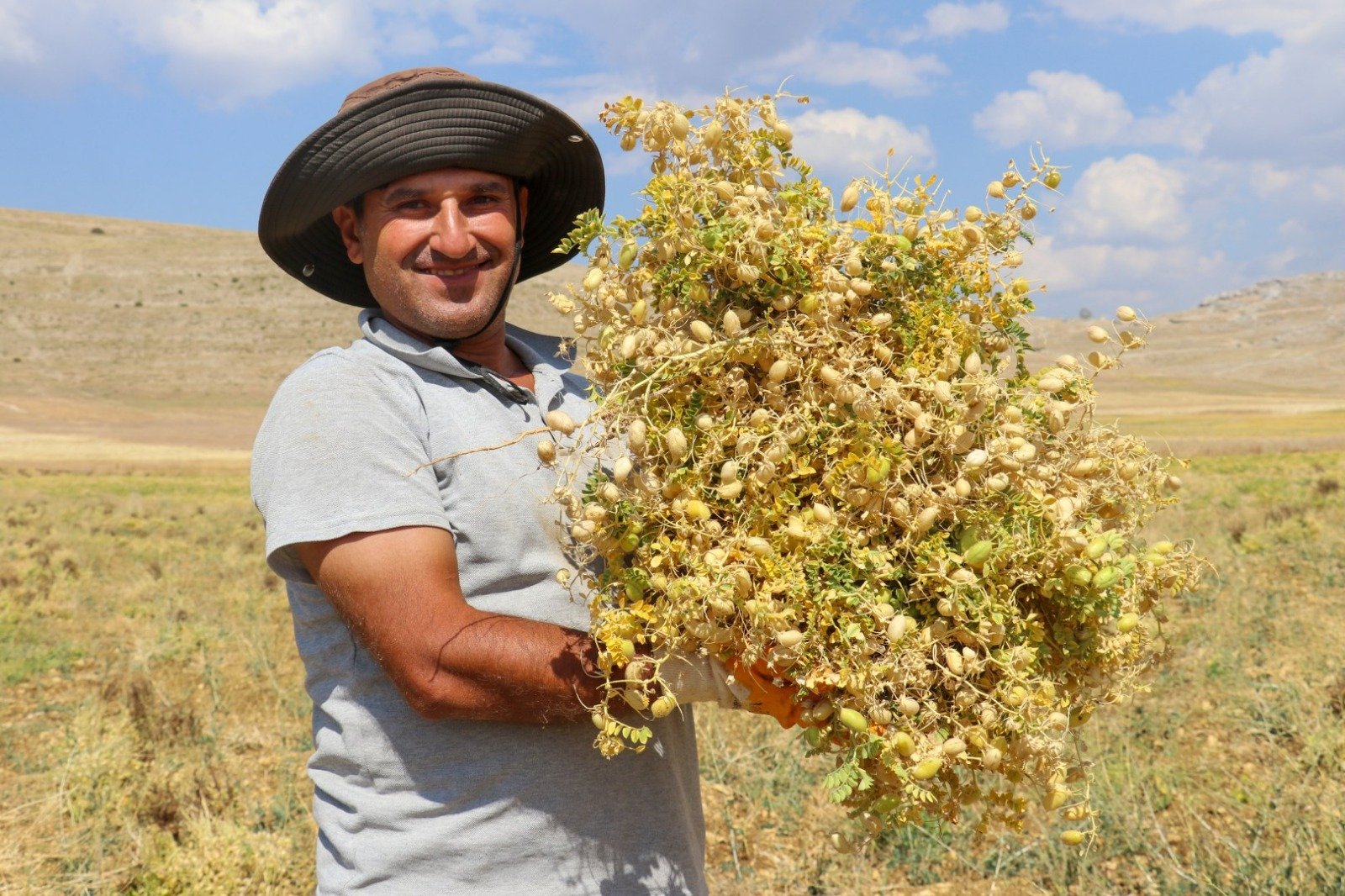 Cimbiti yaylasında nohut hasadı başladı