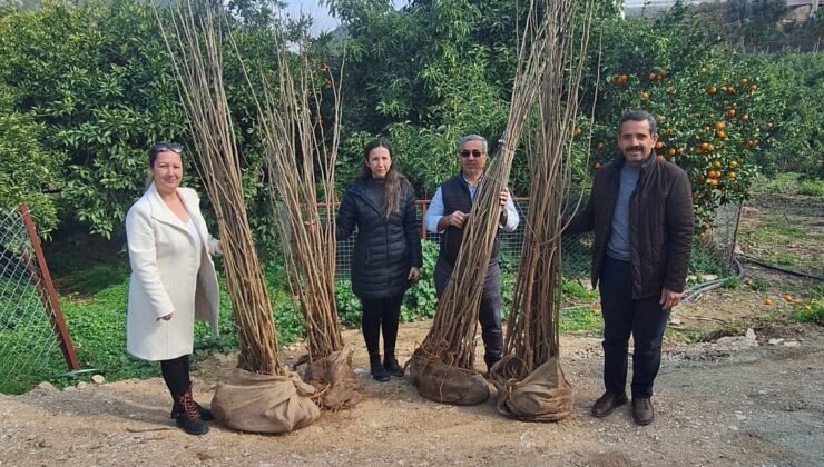 Büyükşehir’den Dut Fidanı Desteği