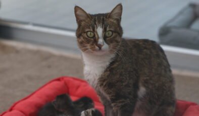 Büyükşehir’den Ücretsiz Sertifikalı Eğitim Semineri