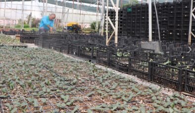 ALANYA BELEDİYESİ ÜCRETSİZ SU KABAĞI FİDESİ DAĞITACAK