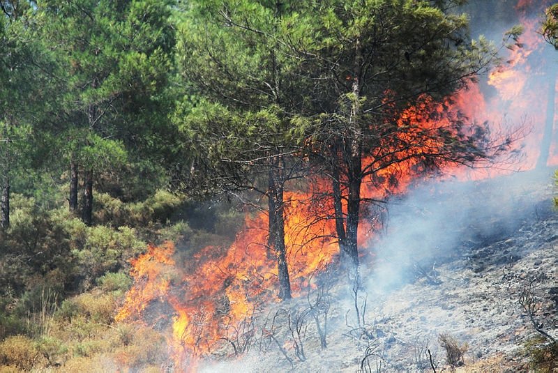 Alevlere Karşı Önlem! Alanya’da Ormanlara Giriş 31 Ekim’e Kadar Yasaklandı - Mega TV 800x535 yanan ormanlarla ilgili onemli aciklama 1563442481063 - Mega TV