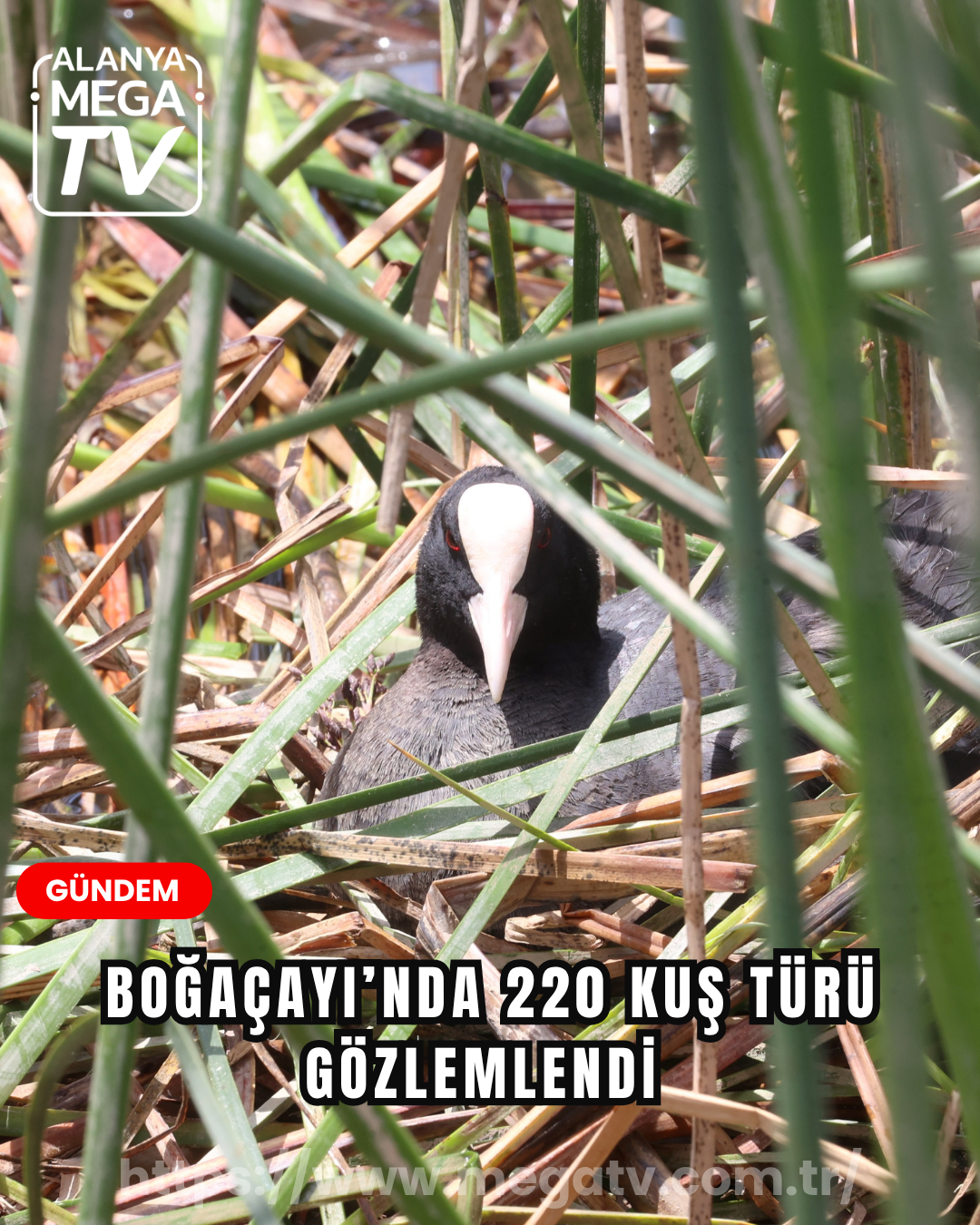 Boğaçayı’nda 220 kuş türü gözlemlendi