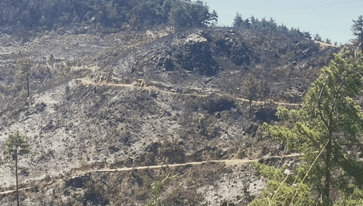 Yangının Ardından Gelen Görüntüler İçler Acısı
