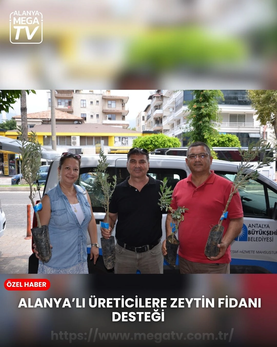 ALANYALI ÜRETİCİLERE ZEYTİN FİDANI DESTEĞİ
