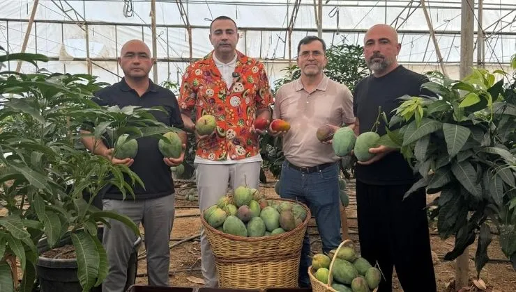 Vekil Kaya, Alanya’da Mango Hasadında: “Üreticilerimizin Emeği Korumaya Değer”