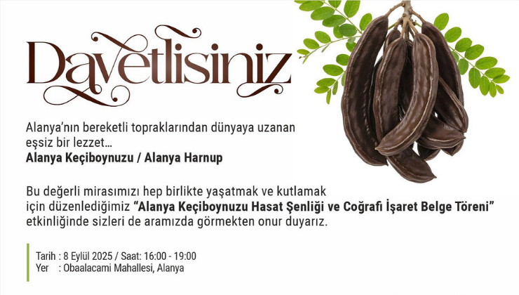 Alanya Keçiboynuzu Hasat Şenliği ve Coğrafi İşaret Töreni Başlıyor