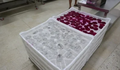 Ejder Meyvesi Kurutularak Değerleniyor: Çiftçilere Büyükşehir’den Can Suyu