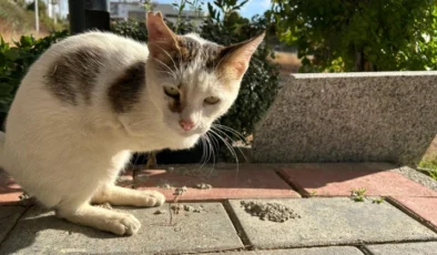 Gazipaşa’da “Umut”un Yaşam Mücadelesi: İki Ayağı Olmadan Hayata Tutundu