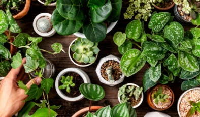 Sağlığa Mucizevi Faydaları Olan 15 Çiçek