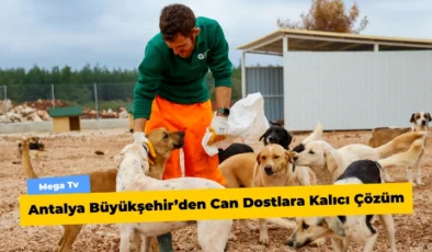 Antalya Büyükşehir’den Can Dostlara Kalıcı Çözüm