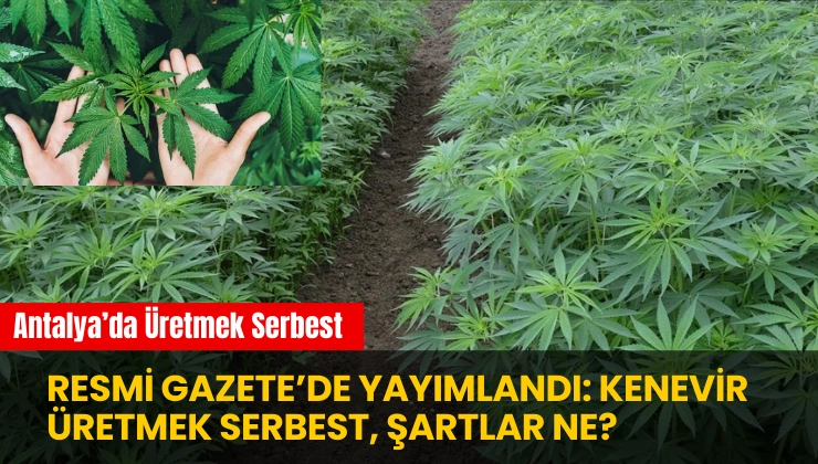 kenevir üretmek (2) (3)