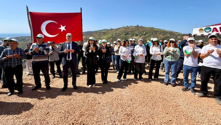 Alanya’da Geleceğe Nefes: 2400 Fidan Toprakla Buluştu! - Mega TV Alanya haber 26 2 - Mega TV