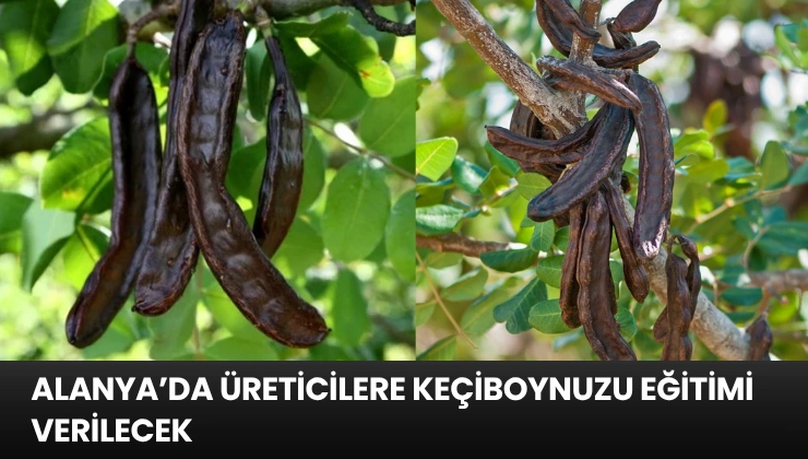 Alanya’da Üreticilere Keçiboynuzu Eğitimi Verilecek