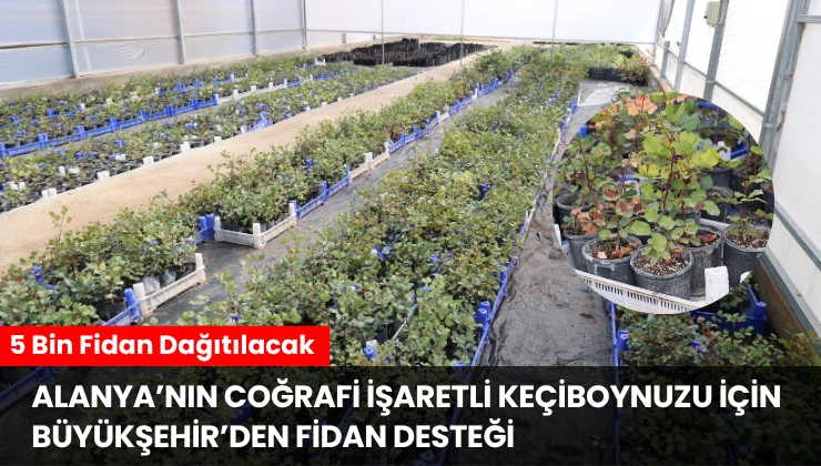 Alanya’nın Coğrafi İşaretli Keçiboynuzu İçin Büyükşehir’den Fidan Desteği
